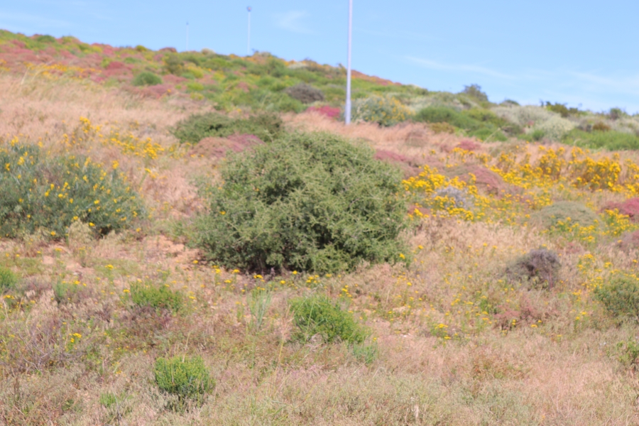 0 Bedroom Property for Sale in Steenbergs Cove Western Cape